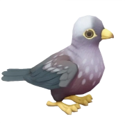 African Olive Pigeon