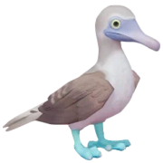 Blue-Footed Booby in Heartopia