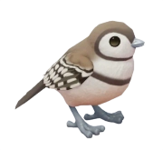 Double-Barred Finch bird image
