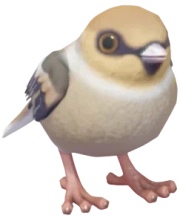 Hawfinch bird image