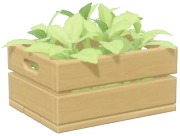 Lemon Verbena crop image