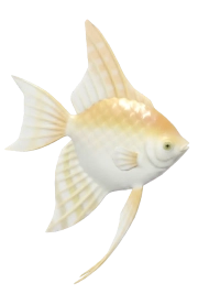 Angelfish fish image