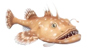 Anglerfish fish image