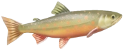 Arctic Char fish image