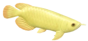 Asian Arowana fish image
