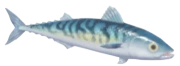 Atlantic Mackerel fish image
