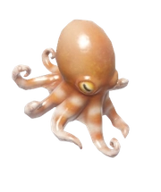 Atlantic Pygmy Octopus fish image