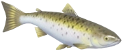 Atlantic Salmon fish image
