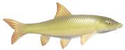 Barbel fish image