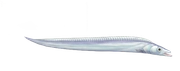 Beltfish fish image