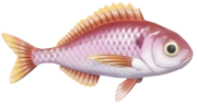 Blackspot Seabream fish image
