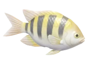 Blackspot Sergeant fish image