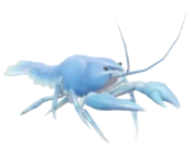 Blue European Crayfish fish image