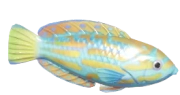 Blue-and-Yellow Wrasse fish image
