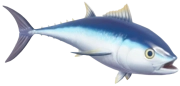 Bluefin Tuna fish image