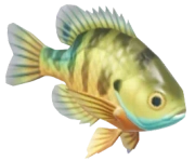 Bluegill fish image