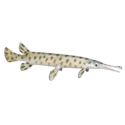 Brown Garfish fish image