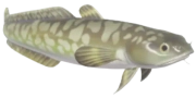 Burbot fish image