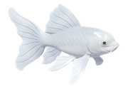 Butterfly Koi fish image