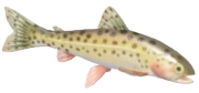 Chum Salmon fish image