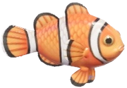 Clownfish fish image