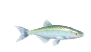 Common Bleak fish image
