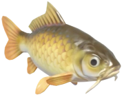 Common Carp fish image