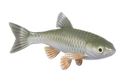 Common Chub fish image