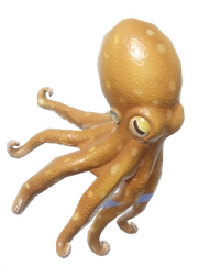 Common Octopus fish image