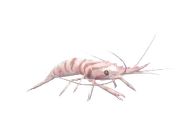 Common Prawn fish image