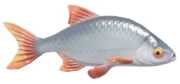 Common Rudd fish image