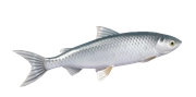 Common Whitefish fish image