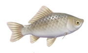 Crucian Carp fish image