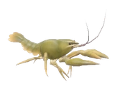European Crayfish fish image