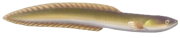 European Eel fish image