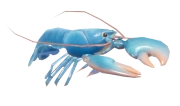 European Lobster fish image