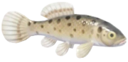 European Mudminnow fish image