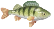 European Perch fish image