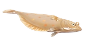 European Plaice fish image