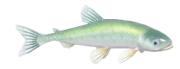 European Smelt fish image