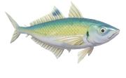 False Scad fish image