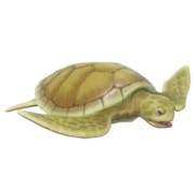 Flatback Turtle fish image