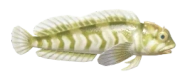 Freshwater Blenny fish image