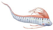 Giant Oarfish fish image