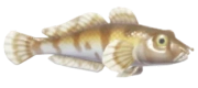 Goby fish image