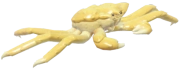 Golden King Crab fish image
