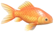 Goldfish fish image