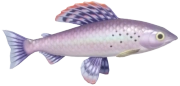 Grayling fish image