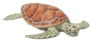 Green Sea Turtle fish image