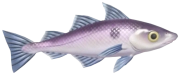 Haddock fish image